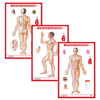 人体经络穴位标准挂图（男性）（3张）中医人体经络挂图 家庭保健养生医学 人体医学挂图