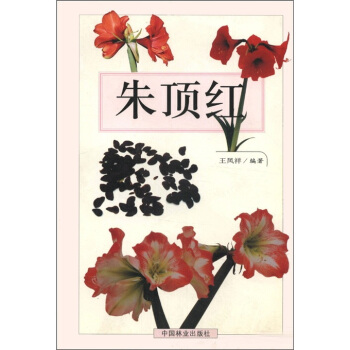 朱顶红   下载
