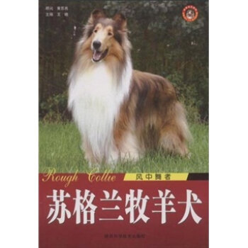 风中舞者：苏格兰牧羊犬   下载