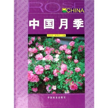 中国月季   下载