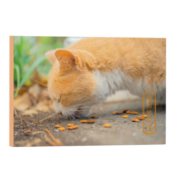 她和她的猫 下载